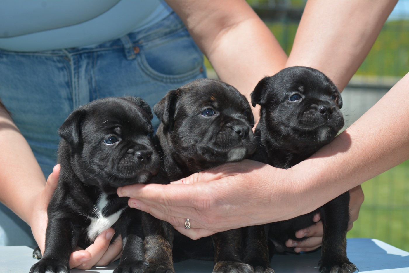 Multi Generation - Chiots disponibles - Staffordshire Bull Terrier