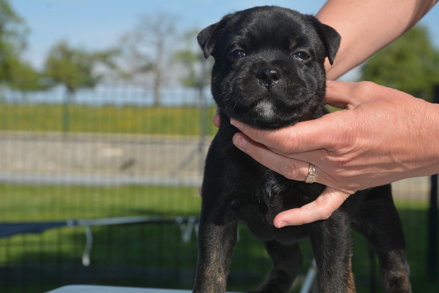 Multi Generation - Chiots disponibles - Staffordshire Bull Terrier