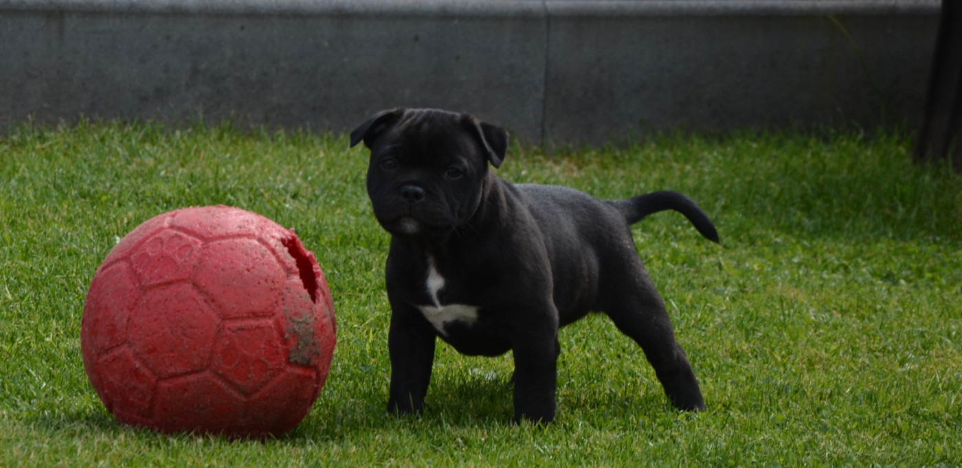 Multi Generation - Staffordshire Bull Terrier - Portée née le 28/03/2026